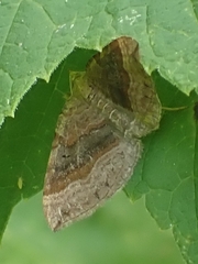 Scotopteryx chenopodiata