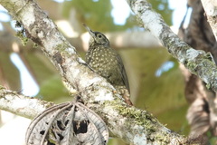 Xiphorhynchus triangularis