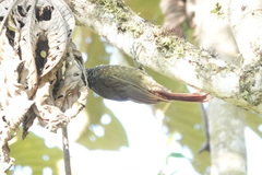 Xiphorhynchus triangularis