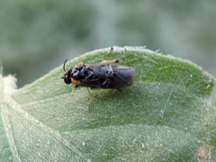 Schizocerella pilicornis