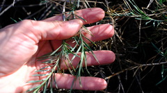 Acanthocarpus preissii