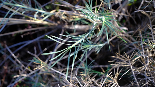 Acanthocarpus preissii (Acanthocarpus preissii)