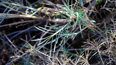 Acanthocarpus preissii