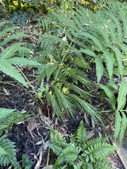 Onocleaceae
