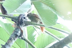 Cranioleuca curtata