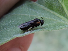 Schizocerella pilicornis