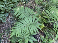 Onocleaceae