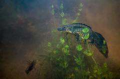 Triturus karelinii