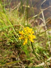 Platanthera cristata