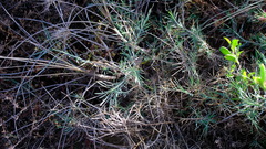 Acanthocarpus preissii