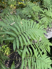 Onocleaceae