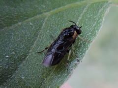 Schizocerella pilicornis