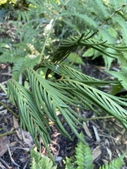 Onocleaceae