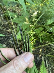 Onocleaceae