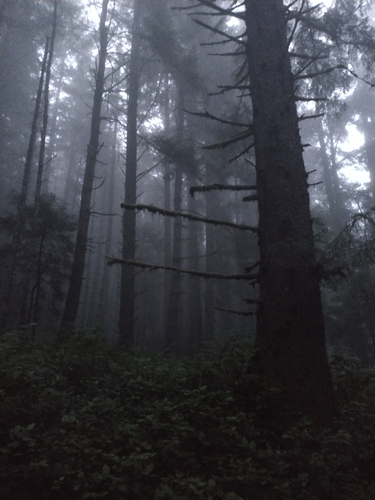 Sitka spruce (Picea sitchensis)