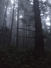 Sitka-Fichte (Picea sitchensis): Herkunft und Verwendung — Foto 2