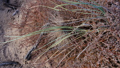 Spinifex longifolius