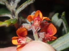 Gastrolobium polystachyum