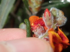 Gastrolobium polystachyum