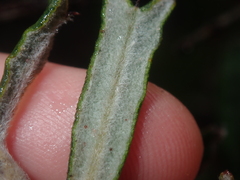 Gastrolobium polystachyum