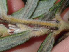 Gastrolobium polystachyum