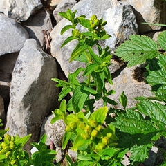Hypericum maculatum maculatum