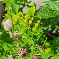 Hypericum maculatum maculatum