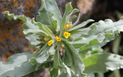 Alkanna orientalis