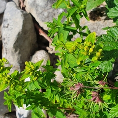 Hypericum maculatum maculatum