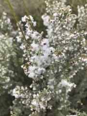 Eriocephalus racemosus