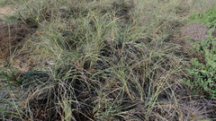 Spinifex longifolius