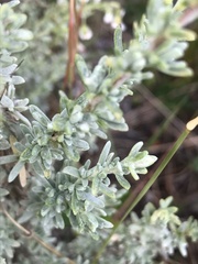 Eriocephalus racemosus
