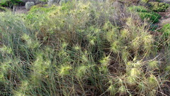 Spinifex longifolius