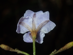 Dampiera lindleyi