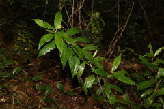 Argophyllum nullumense