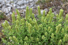 Teucrium arduini
