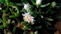 Carpobrotus virescens