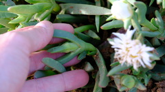 Carpobrotus virescens