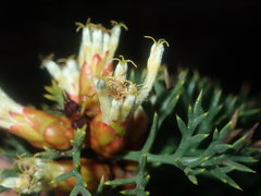 Petrophile striata