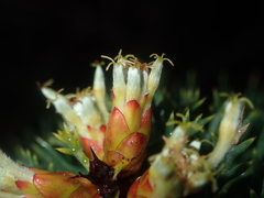 Petrophile striata
