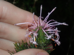 Isopogon adenanthoides