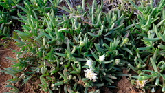 Carpobrotus virescens