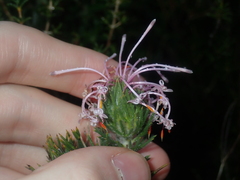 Isopogon adenanthoides
