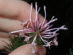 Isopogon adenanthoides
