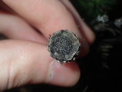 Isopogon adenanthoides