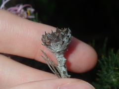 Isopogon adenanthoides