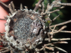 Isopogon adenanthoides