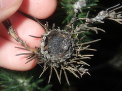 Isopogon adenanthoides