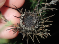 Isopogon adenanthoides