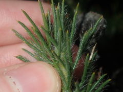 Isopogon adenanthoides